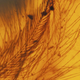 Illustration for article titled 99-Million-Year-Old Bird Wings Found Encased in Amber